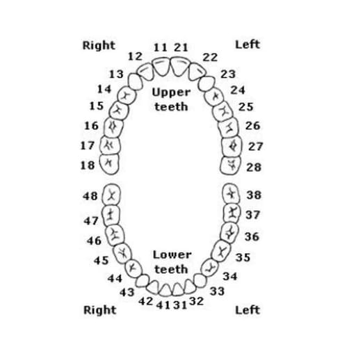 iDENTical Typodonts For Frasaco Type Jaw Set Individual M8022