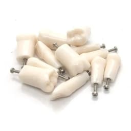 iDENTical Typodonts For Nissin Type Jaw Set - Individual (Compatible With Nissin M8011 Typodont Only) - 9