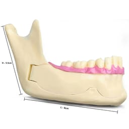 iDENTical Mandible Bone Model M4014 - 3