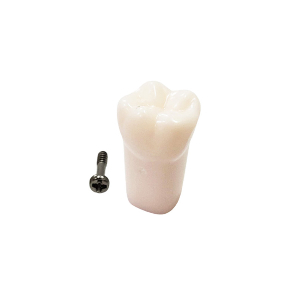 iDENTical Typodonts Upper Left Third Molar For Nissin Type Jaw Set - Individual - 28