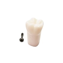 iDENTical Typodonts Upper Left Third Molar For Nissin Type Jaw Set - Individual - 28