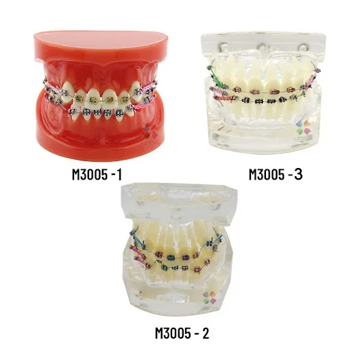 iDENTical Dental Orthodontic Models M3005