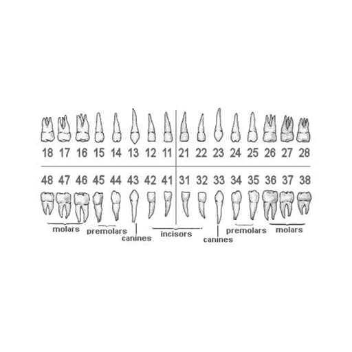 iDENTical Typodonts For Nissin Type Jaw Set - Individual (Compatible With Nissin M8011 Typodont Only)