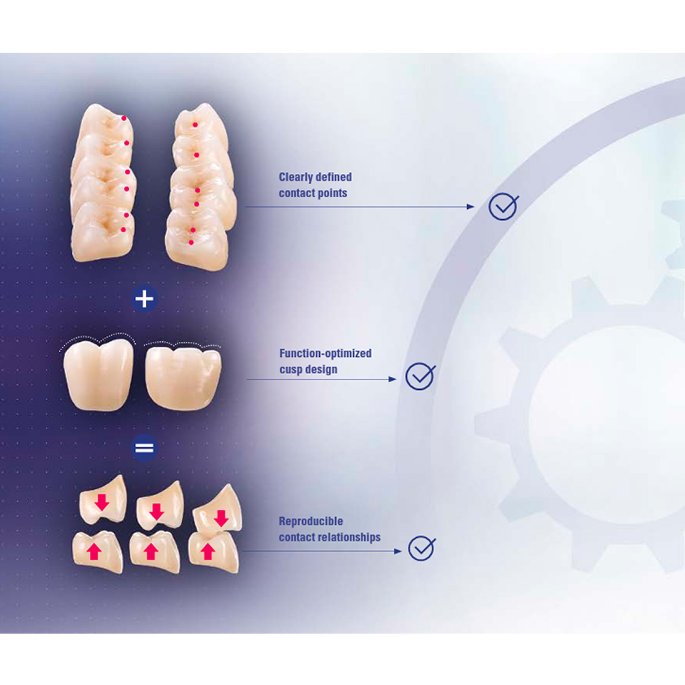 Vita MFT Denture Teeth 2M1 (Set of 28)