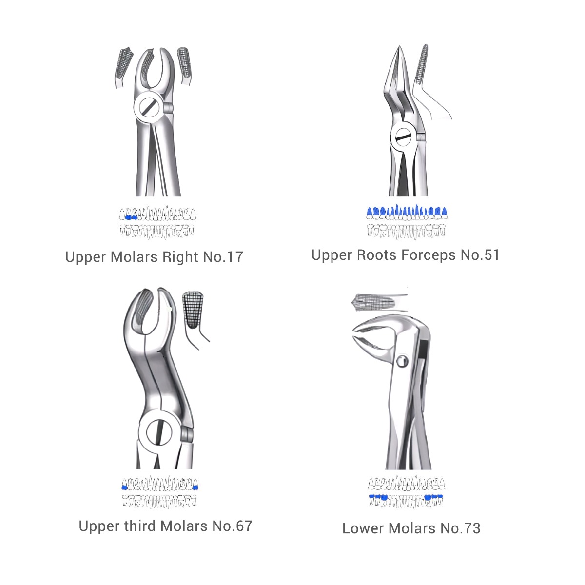 Waldent Extraction Forceps Kit Set of 12 (K1/1)