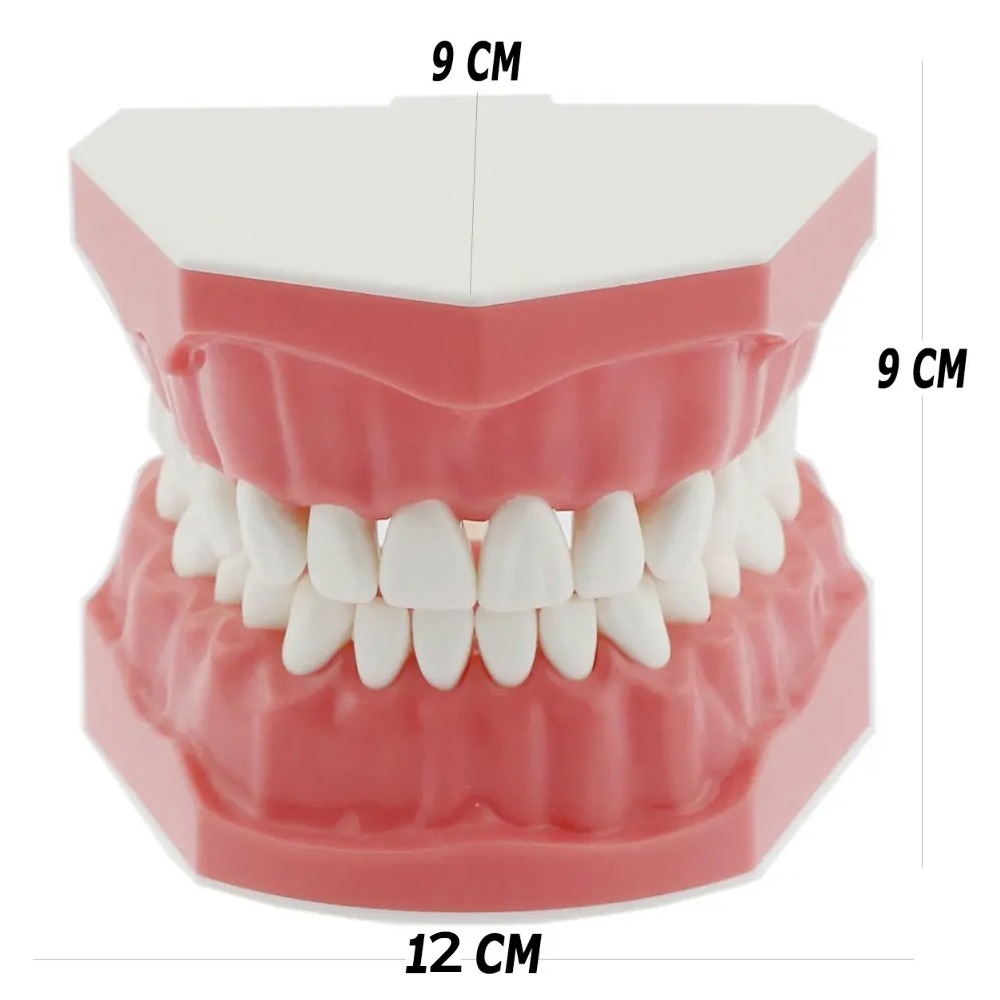 iDENTical Tooth Brushing Demonstration Model - M7010