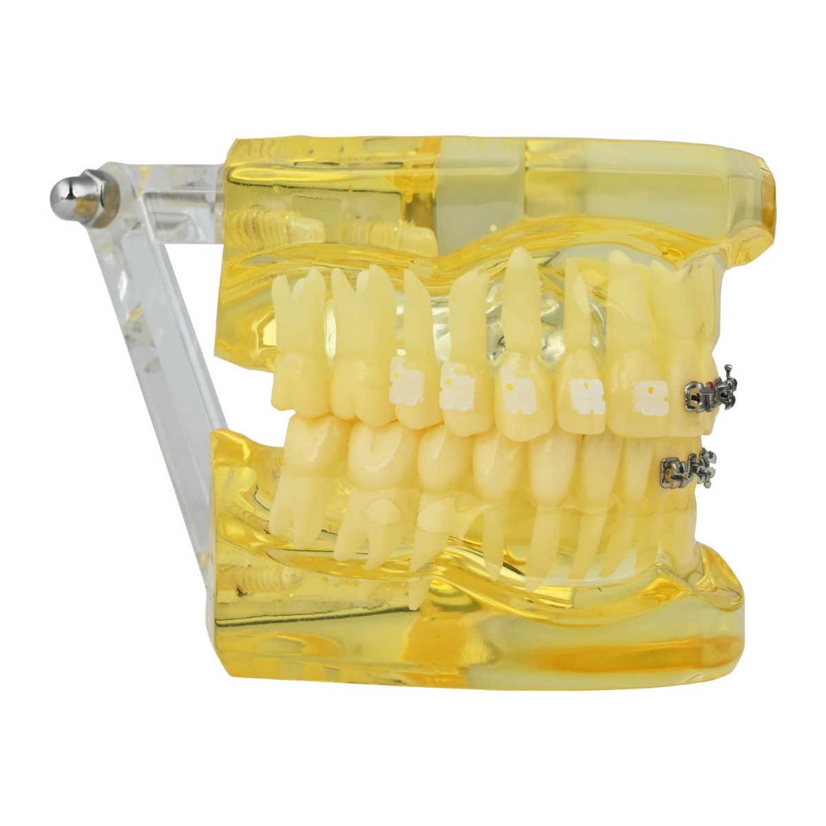 iDENTical Self Ligating Models M3012