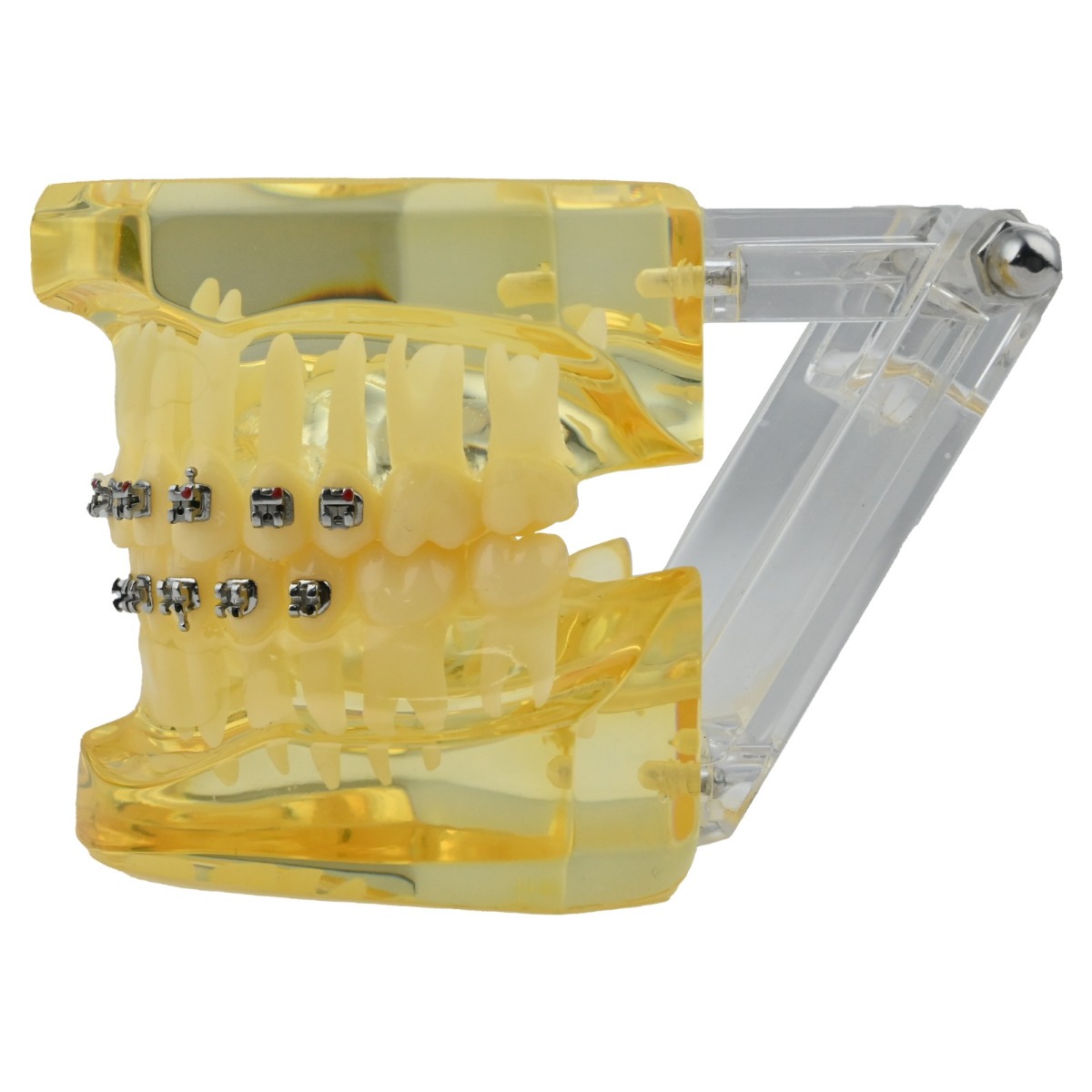 iDENTical Self Ligating Models M3012