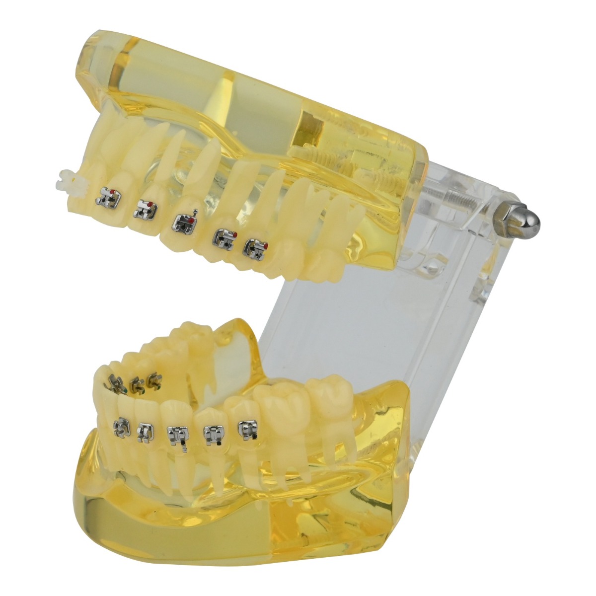 iDENTical Self Ligating Models M3012