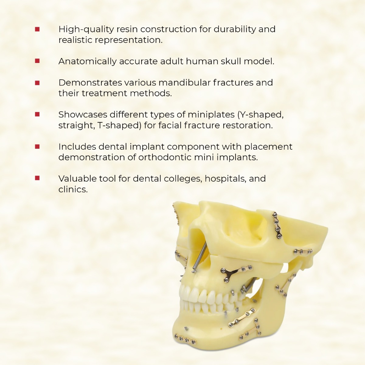 iDENTical Skull Education Model With Fracture And Restoration (M5004)