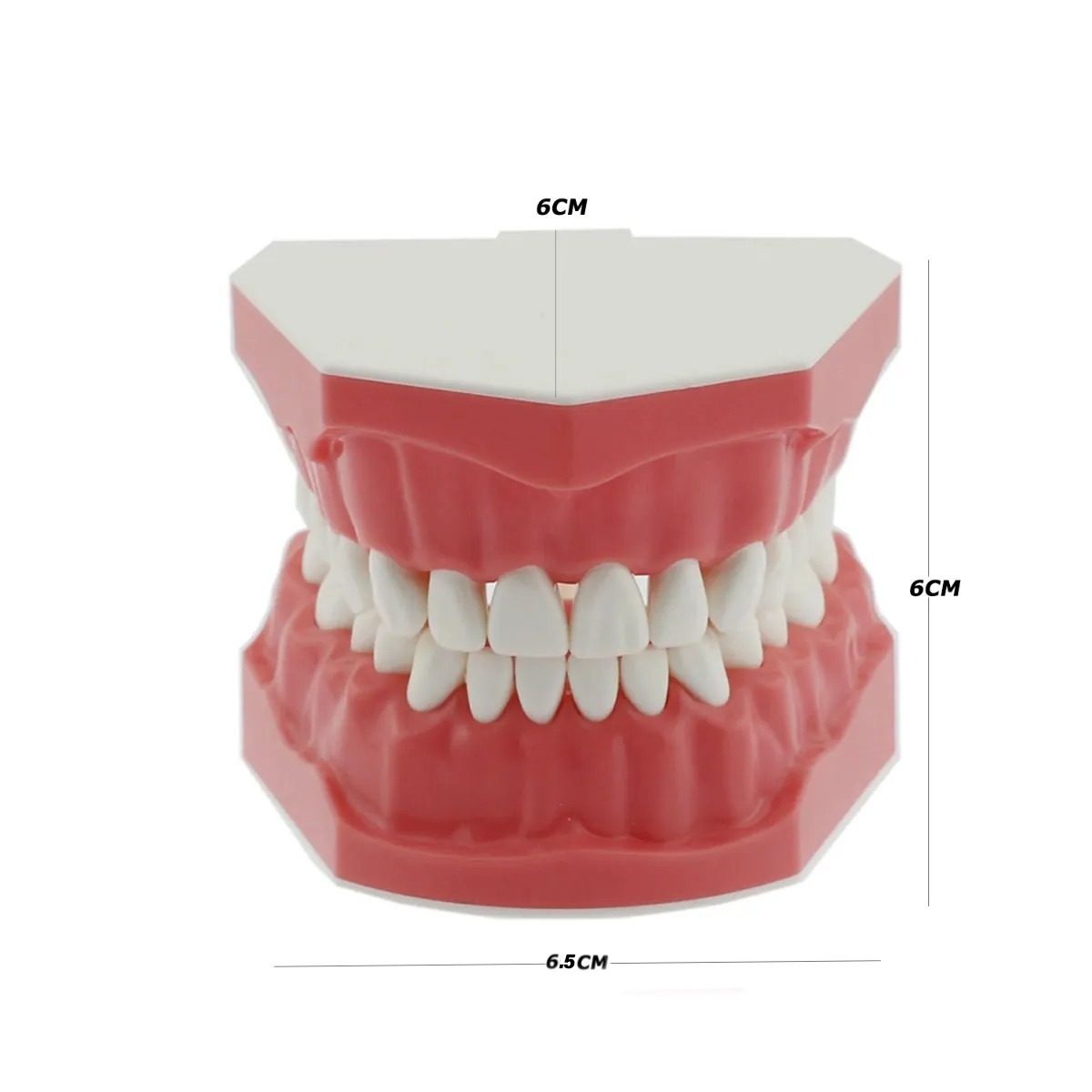 iDENTical Dental Model For Patient Education MD-105N