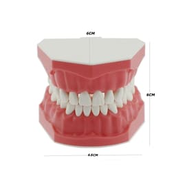 iDENTical Dental Model For Patient Education MD-105N - 2