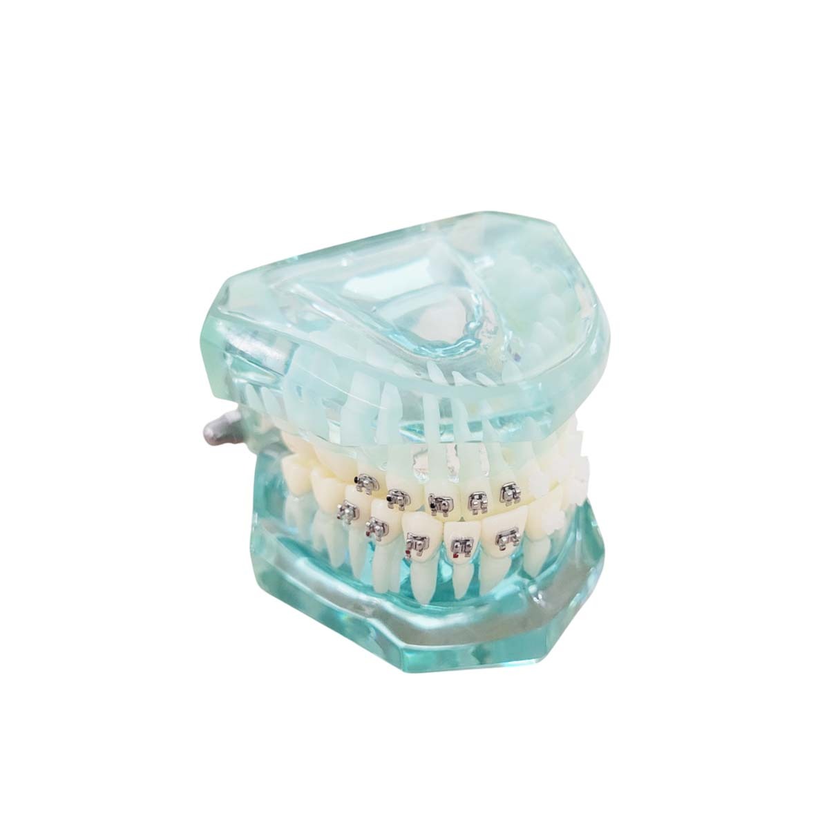 iDENTical Half Metal and Half Ceramic Brackets Orthodontic Models M3003