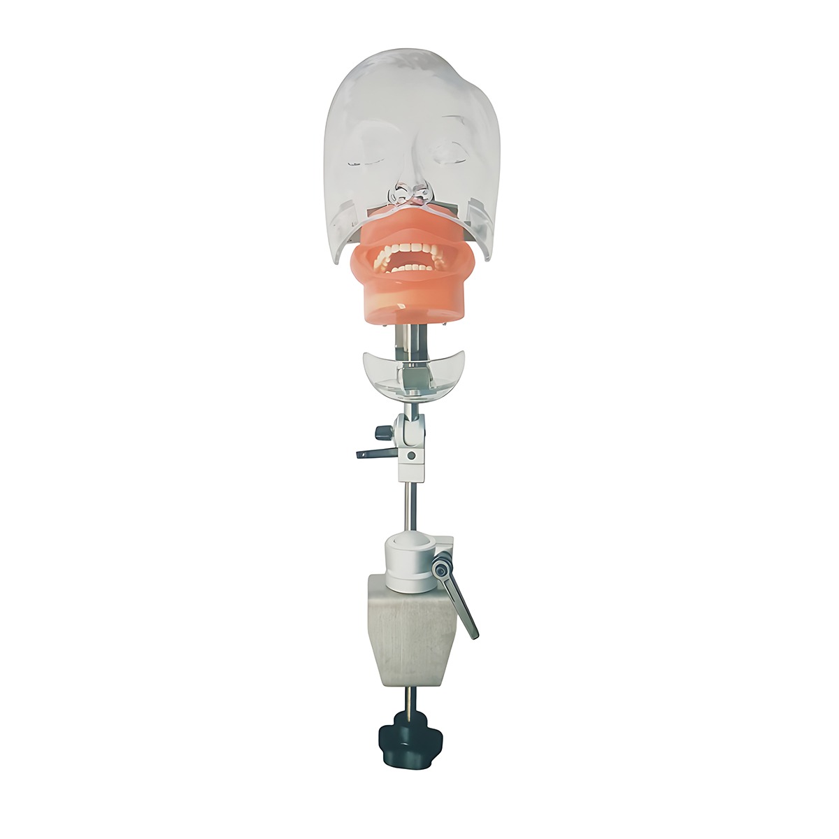 iDENTical Table Mount Portable Dental Manikin (M1003-3)