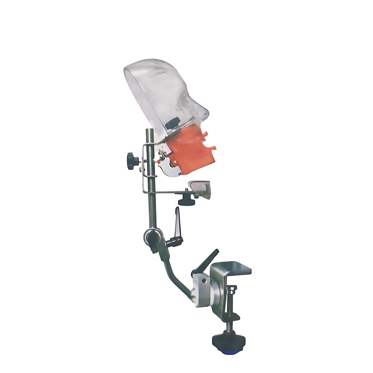 iDENTical Table Mount Portable Dental Manikin (M1003-3)