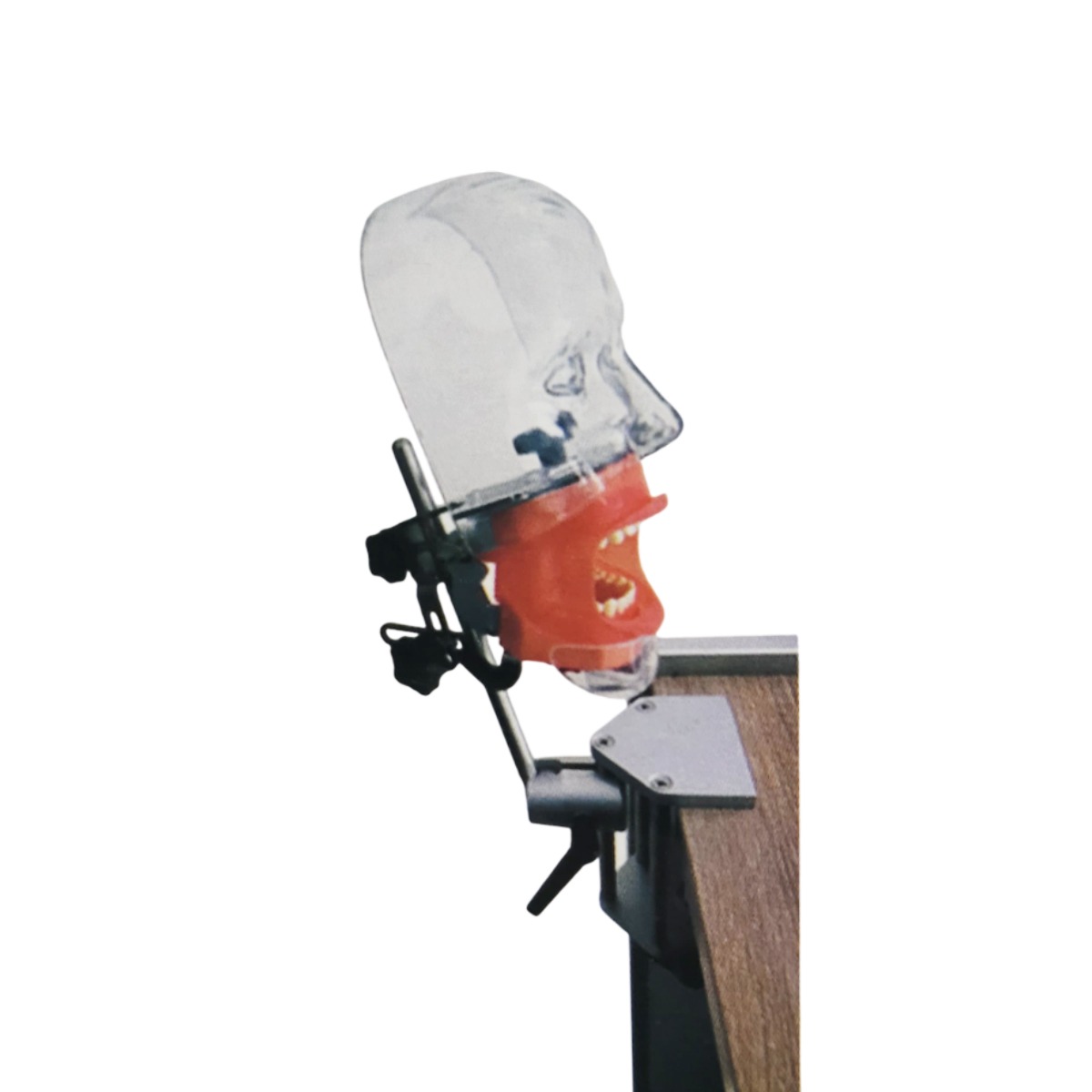 iDENTical Table Mount Portable Dental Manikin (M1003-3)