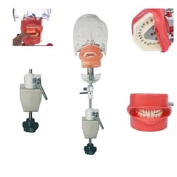 iDENTical Table Mount Portable Dental Manikin (M1003-3) - 8