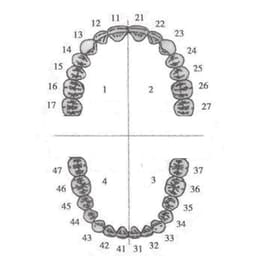 API Typodonts Individual B561 - Adult Size - 7