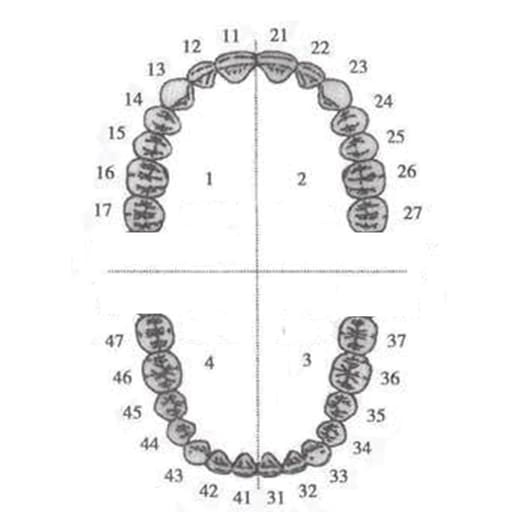 API Typodonts Individual B561 - Adult Size