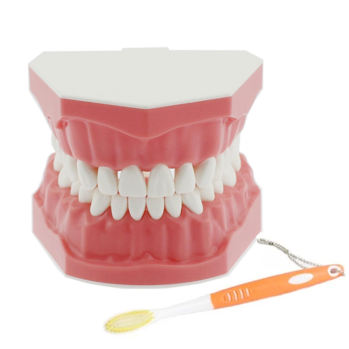 iDENTical Tooth Brushing Demonstration Model - M7010